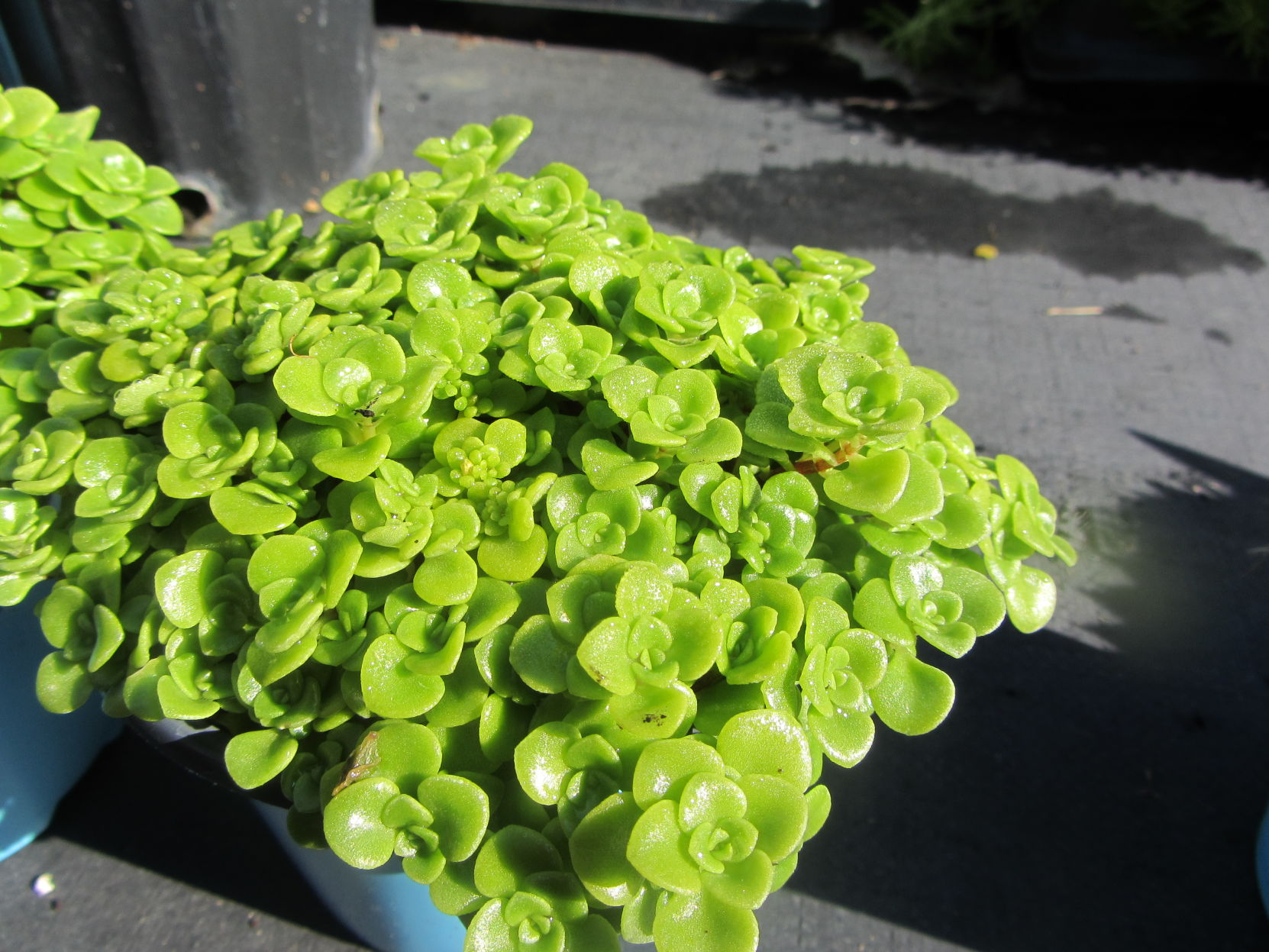 Sedum.JPG